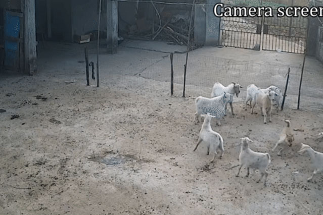 Chó hoang liều lĩnh đột nhập vào chuồng và 'điên cuồng' tấn công cừu - khó tin nhất là hành động sau đó!