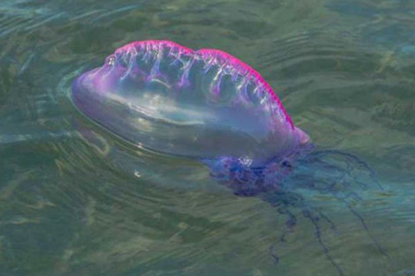 Chàng trai định dọn túi nilon trên bờ biển, bỗng người dân địa phương lao ra ngăn cản: Không muốn mất mạng thì đừng đụng vào!