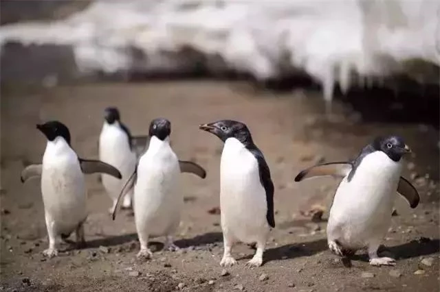 Là biểu tượng của Nam Cực, tại sao chim cánh cụt cũng sống ở xích đạo nhiệt đới? - Ảnh 4.