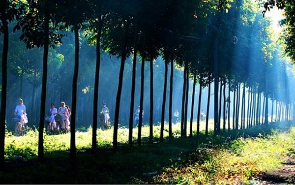 Cao su - cây đa mục tiêu đang phát triển bền vững