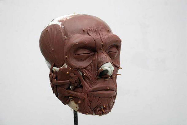 "Tái sinh" ông tổ khác loài của nhiều người châu Âu