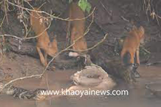 Đến hổ, gấu còn e ngại khi gặp sói lửa, thế nhưng có kẻ lại dám đơn độc giành thức ăn với chúng