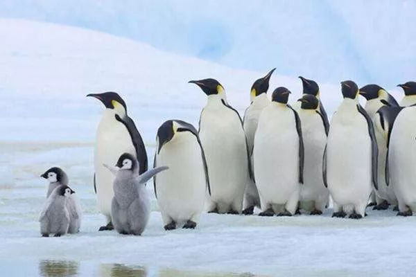 Là biểu tượng của Nam Cực, tại sao chim cánh cụt cũng sống ở xích đạo nhiệt đới?