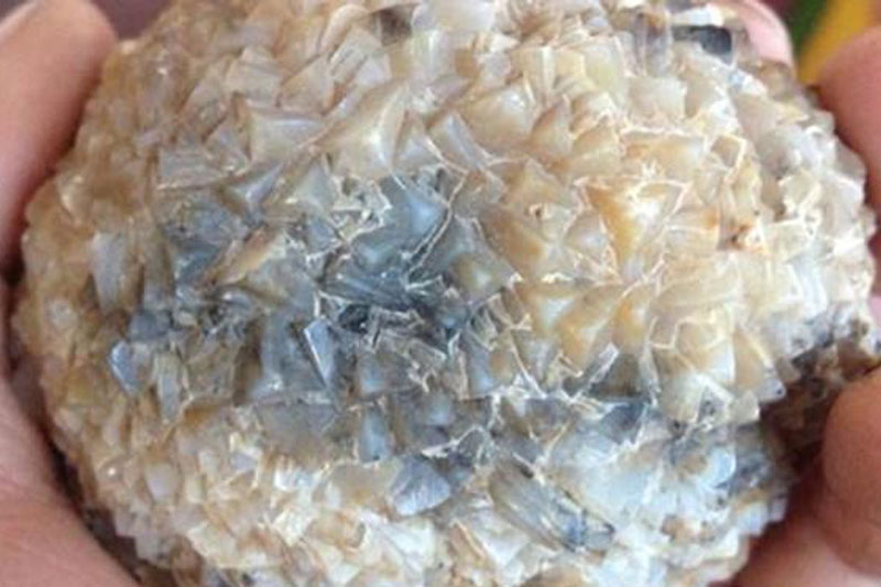 Đăng 3 quả bóng đầy gai vừa nhặt được lên Internet, chàng trai thất vọng tột độ khi chuyên gia cho biết lai lịch của chúng