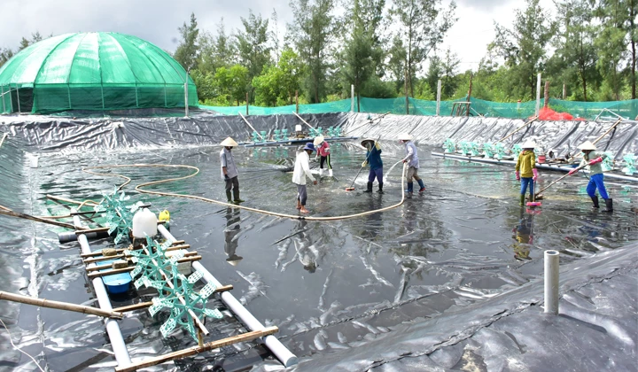 Mô hình nuôi tôm ao tròn công nghệ cao mang lại lợi nhuận và giá trị kinh tế cao, hạn chế dịch bệnh.