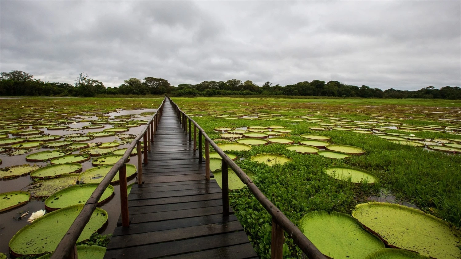 su that thu vi ve pantanal vung nuoc ngap man lon nhat the gioi