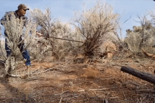 Báo sư tử đang bị kẹt trong bẫy thì một người đàn ông cầm gậy thòng lọng đi tới: Kết cục bất ngờ!