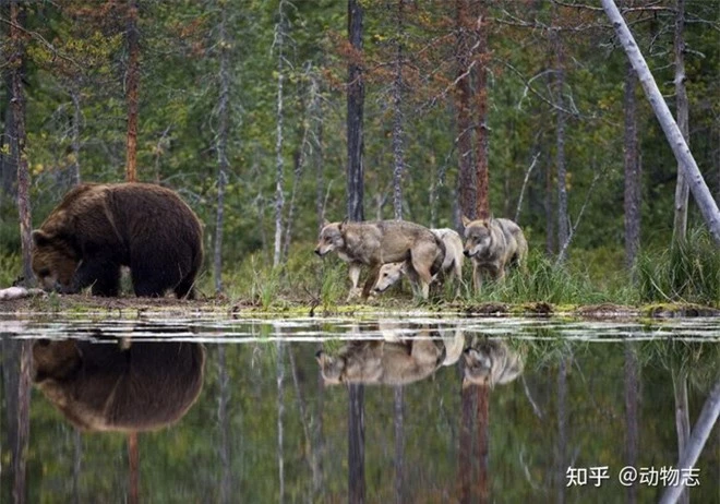 Các nhà khoa học lần đầu ghi nhận cảnh tượng chó sói dàn cảnh để bắt gấu nâu - Ảnh 6.