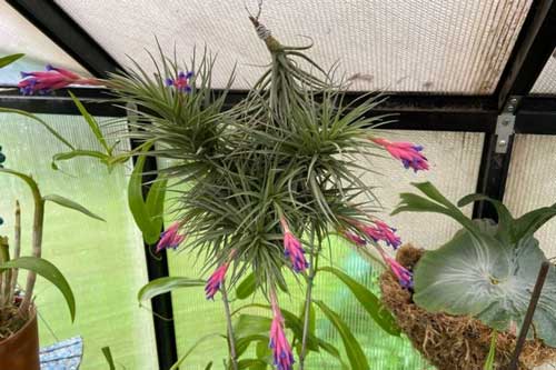 10 loại cây cảnh hút ẩm cho ngôi nhà của bạn