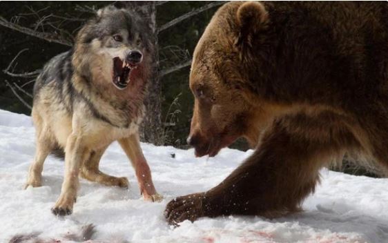 Các nhà khoa học lần đầu ghi nhận cảnh tượng chó sói "dàn cảnh" để bắt gấu nâu