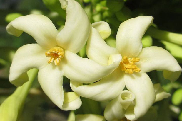 Thực hư chuyện hoa đu đủ đực chữa sỏi thận và những điều cần lưu ý khi sử dụng