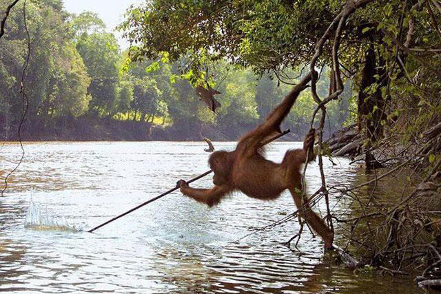 Điểm danh 5 loài động vật thông minh bậc nhất thế giới