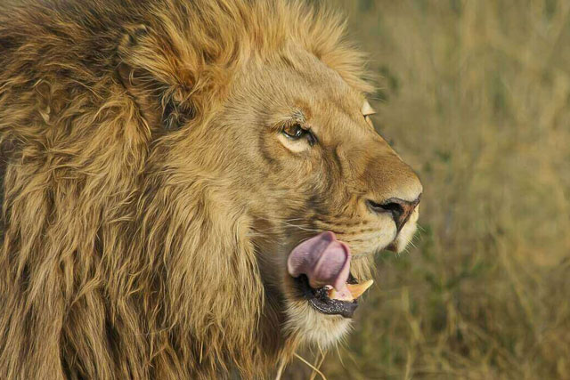 Muôn lý do động vật ăn thịt đồng loại