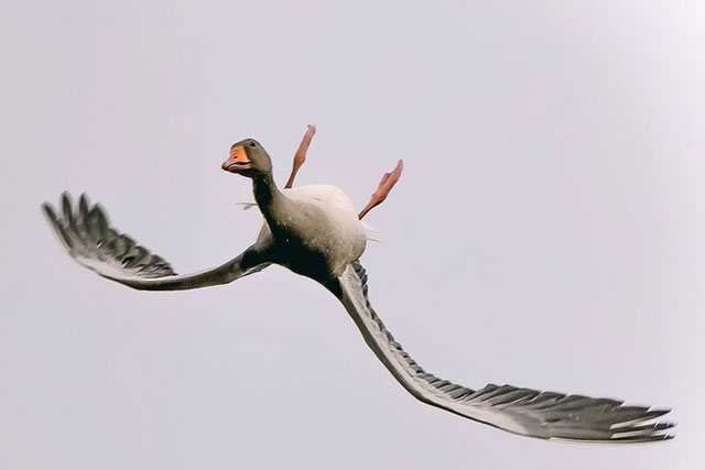 Ảnh ngỗng bay lộn ngược đầu