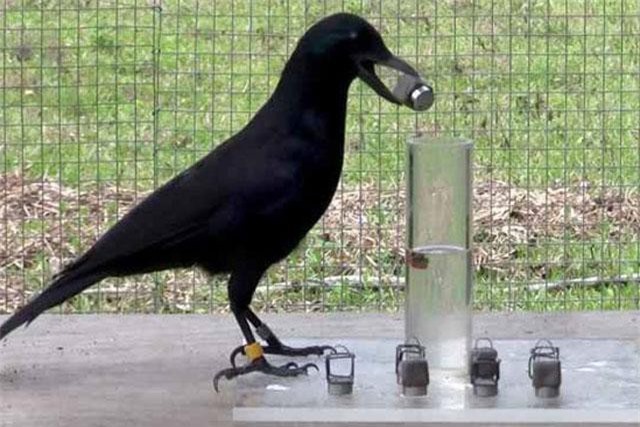 Điểm danh 5 loài động vật thông minh bậc nhất thế giới ảnh 4