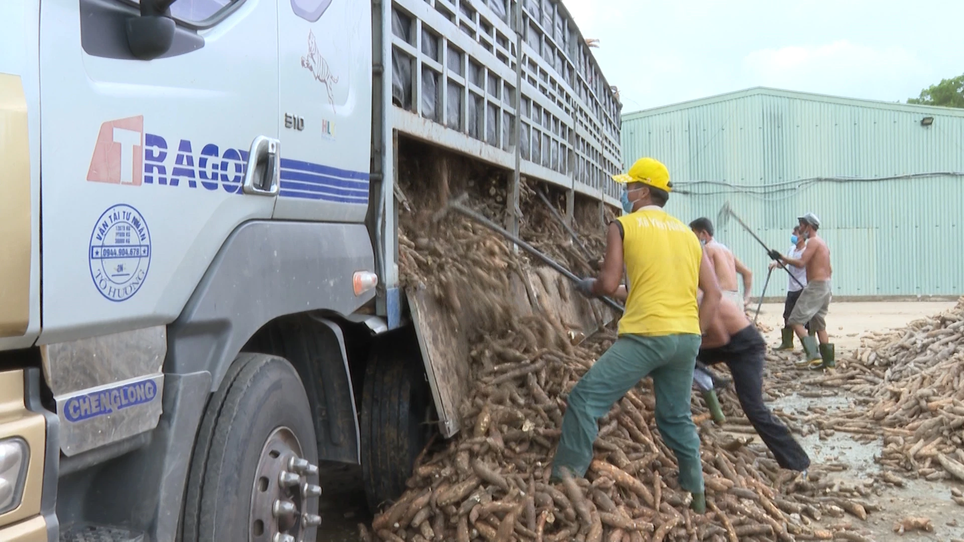 Mỗi ngày nhà máy Tinh bột Long Giang  thu mua từ 300 – 350 tấn củ sắn cho bà con nông dân. (Ảnh: Phan Tiến)