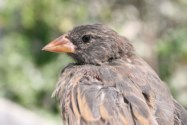 Loài chim tiến hóa để uống máu sinh tồn