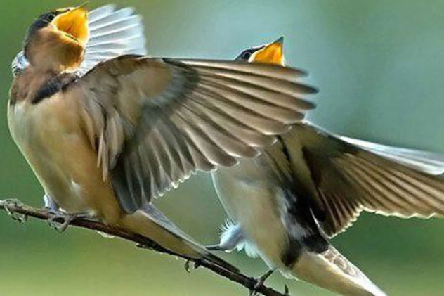 1001 thắc mắc: Bí ẩn nào giúp chim hót thành bản nhạc?