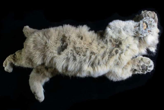 Hai con sư tử nguyên vẹn trong băng vĩnh cửu