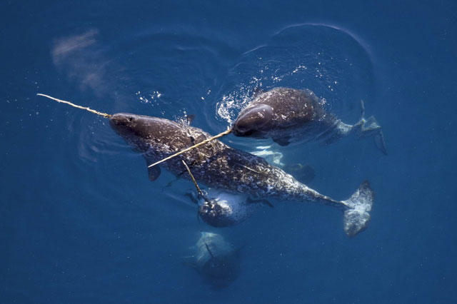 Loài cá mọc sừng như kỳ lân trong truyền thuyết