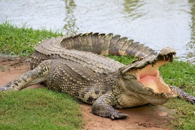 Tìm thấy cổ vật trong bụng cá sấu
