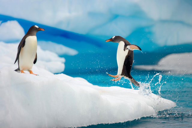 Tìm thấy chất lạ, khí gây cười trong chất thải, bí ẩn nguồn gốc chim cánh cụt