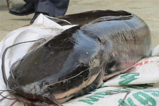 Cá trê dễ nhiễm thủy ngân không nên ăn nhiều