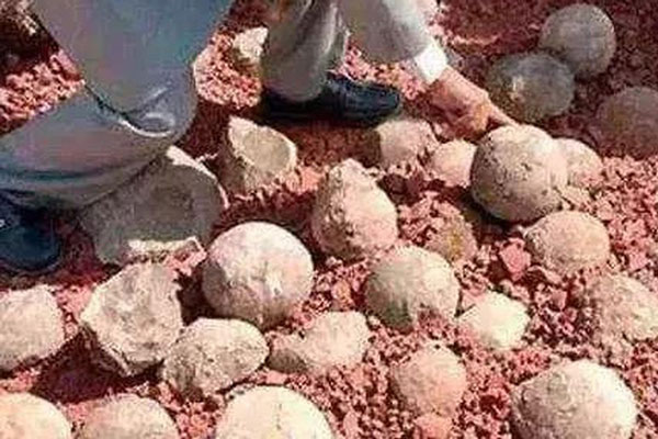 Đem những viên đá tròn đi kiểm định, chàng trai khiến chuyên gia khóc ròng vì sinh vật lạ tìm thấy bên trong