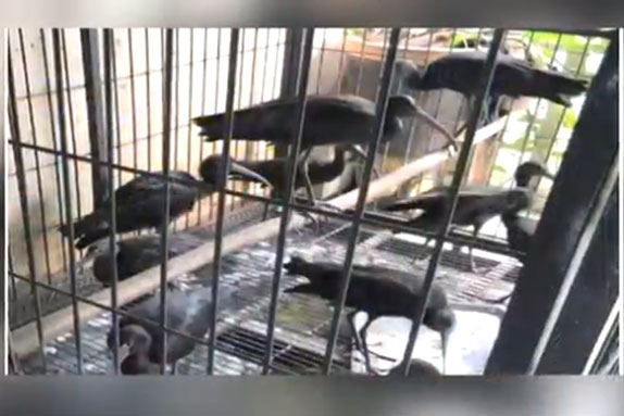 Phạt 11 năm tù đối tượng nuôi nhốt động vật hoang dã