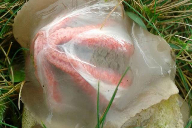 Tìm thấy nhiều 'quả trứng' lạ trong rừng, khi chúng 'vươn vòi' nở ra, người đàn ông bỏ chạy ngay lập tức!