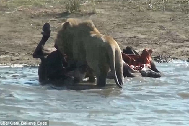 Gặp sư tử, trâu rừng mang thai chết thảm: Cảnh kinh hoàng