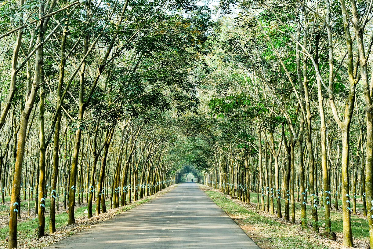 Bạt ngàn rừng cao su Tây Bắc