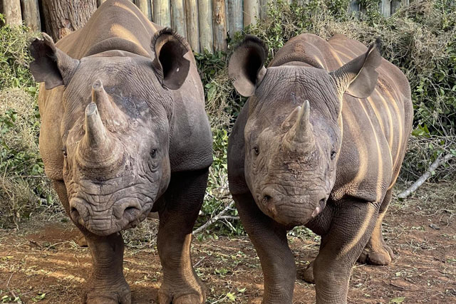 Buổi 'xem mắt' thảm họa khiến tê giác cái bỏ mạng