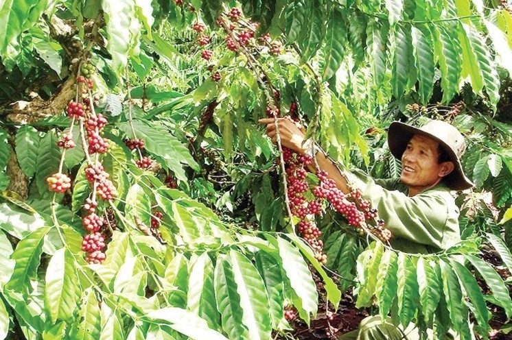 vùng sản xuất cà phê ứng dụng công nghệ cao tại xã Thuận An có liên kết chuỗi giá trị, ứng dụng khoa học kỹ thuật vào sản xuất, tạo bước đột phá, nâng cao thu nhập cho người dân.