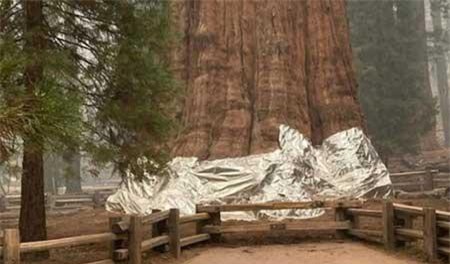 Cây khổng lồ nhất hành tinh đang bị đe dọa bởi nạn cháy rừng ảnh 1