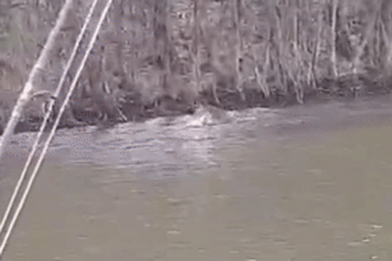 Cá mập đi vào lãnh địa cá sấu kiếm ăn và kết cục 'một đi không trở lại'