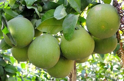 Thừa Thiên Huế: Hỗ trợ doanh nghiệp, hộ nông dân đưa sản phẩm lên sàn thương mại điện tử