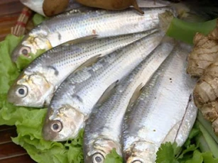 4 lợi ích sức khỏe tuyệt vời của cá mòi