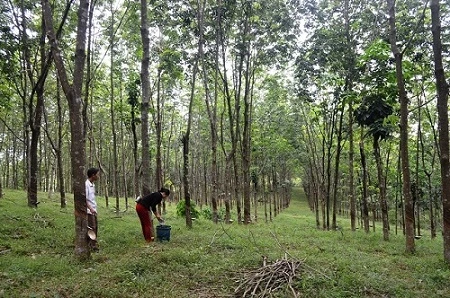 Vườn cây cao su của gia đình chị Đoàn Thị Kim Cảnh ở thôn Trấm, xã Triệu Thượng, huyện Triệu Phong cho sản lượng mủ cao