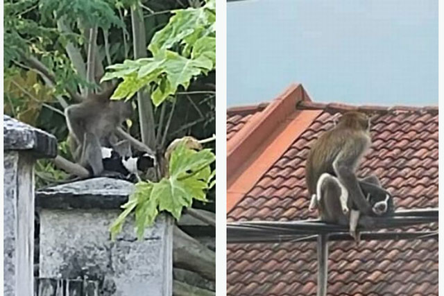 Chó con bị khỉ hoang bắt cóc 3 ngày, sau khi giải cứu dân làng sững sờ chứng kiến chuyện kỳ lạ xảy ra