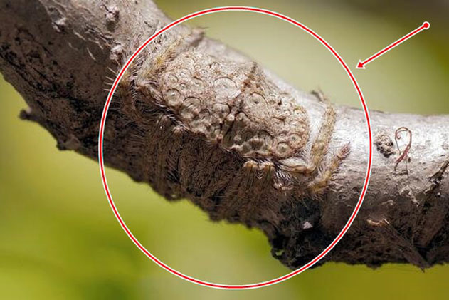 Vô tình chạm tay vào cành cây lông lá, người đàn ông phát ốm khi biết hóa ra đó là vật sống