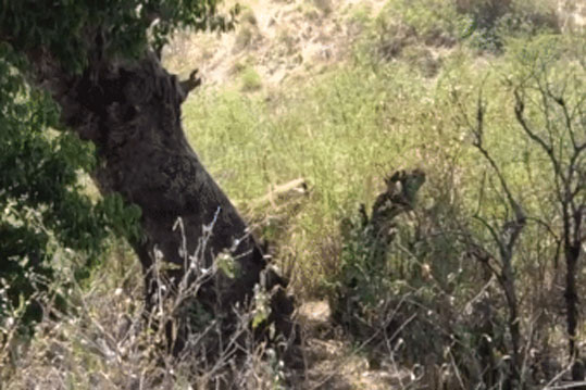 Báo hoa mai 2 lần cố leo lên cây nhưng đều bị đàn sư tử kéo tụt xuống đất