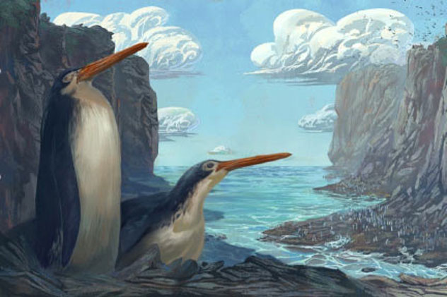 Phát hiện chim cánh cụt khổng lồ cao bằng con người