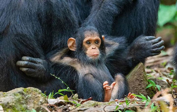 Những khoảnh khắc ‘tấu hài’ cực kỳ dễ thương của các loài động vật