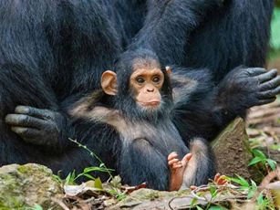 Những khoảnh khắc ‘tấu hài’ cực kỳ dễ thương của các loài động vật