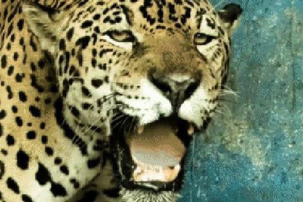 Đàn rái cá đang nằm phơi nắng thì giật mình vì 'bóng đen' lao ra tấn công: Kết cục bất ngờ!