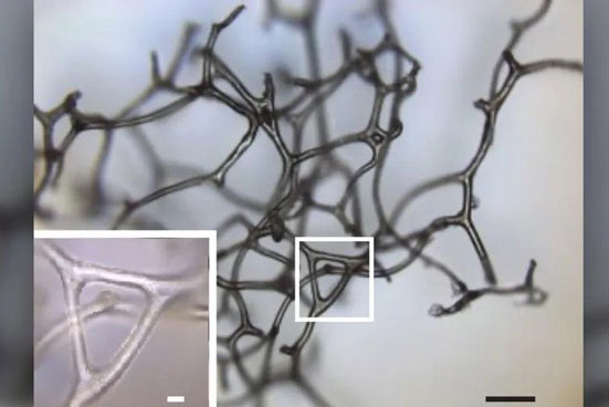 Có thể đã tìm ra động vật lâu đời nhất trên Trái đất