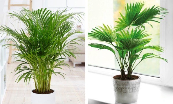 6 loại cây cảnh được mệnh danh là ‘anh hùng’ giúp hút sạch khí độc, hóa chất trong nhà