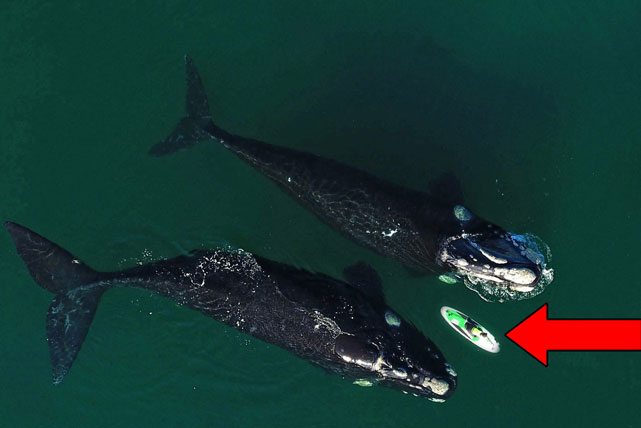 Hai con cá voi bất ngờ tiếp cận chiếc ván và hành động bất ngờ của chúng sau đó