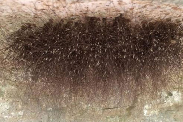 Liều mình chạm vào 'đám tóc đen' kinh dị trong hang động, nhà thám hiểm khiến người đi cùng can ngăn hết lời